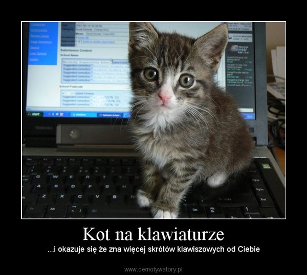 Kot na klawiaturze – ...i okazuje się że zna więcej skrótów klawiszowych od Ciebie 