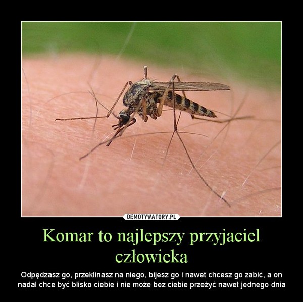 Komar to najlepszy przyjaciel człowieka – Odpędzasz go, przeklinasz na niego, bijesz go i nawet chcesz go zabić, a on nadal chce być blisko ciebie i nie może bez ciebie przeżyć nawet jednego dnia 