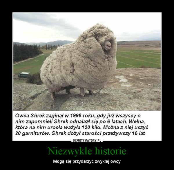 Niezwykłe historie – Mogą się przydarzyć zwykłej owcy 