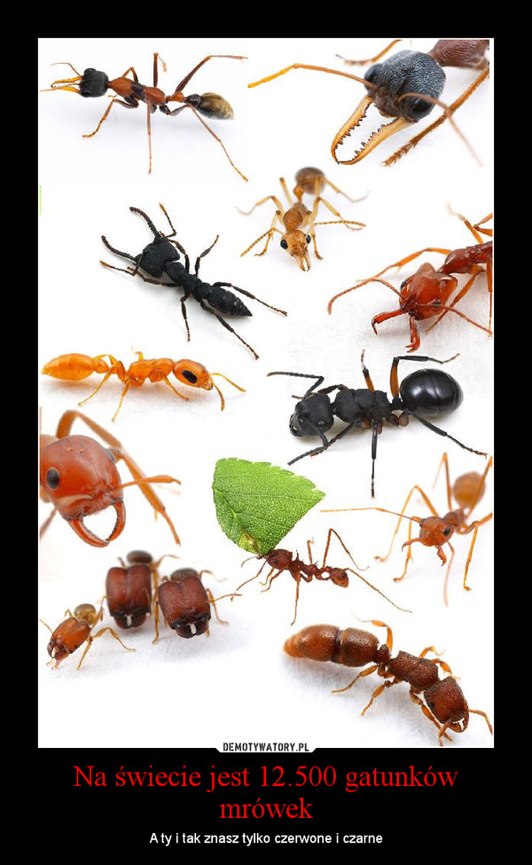 Na świecie jest 12.500 gatunków mrówek