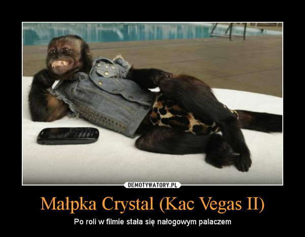 Małpka Crystal (Kac Vegas II) – Po roli w filmie stała się nałogowym palaczem 