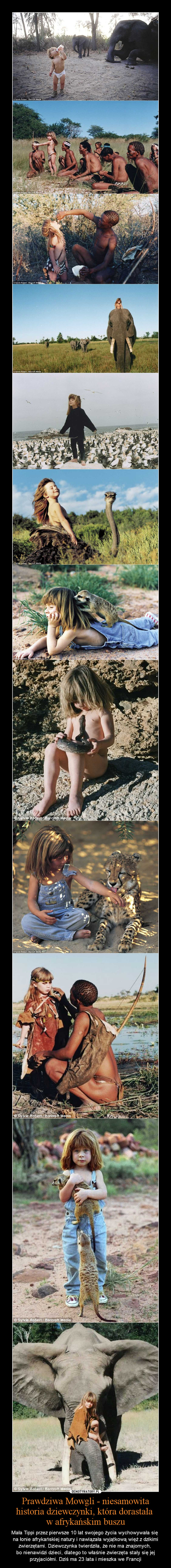 Prawdziwa Mowgli - niesamowita historia dziewczynki, która dorastała w afrykańskim buszu – Mała Tippi przez pierwsze 10 lat swojego życia wychowywała się na łonie afrykańskiej natury i nawiązała wyjątkową więź z dzikimi zwierzętami. Dziewczynka twierdziła, że nie ma znajomych, bo nienawidzi dzieci, dlatego to właśnie zwierzęta stały się jej przyjaciółmi. Dziś ma 23 lata i mieszka we Francji 