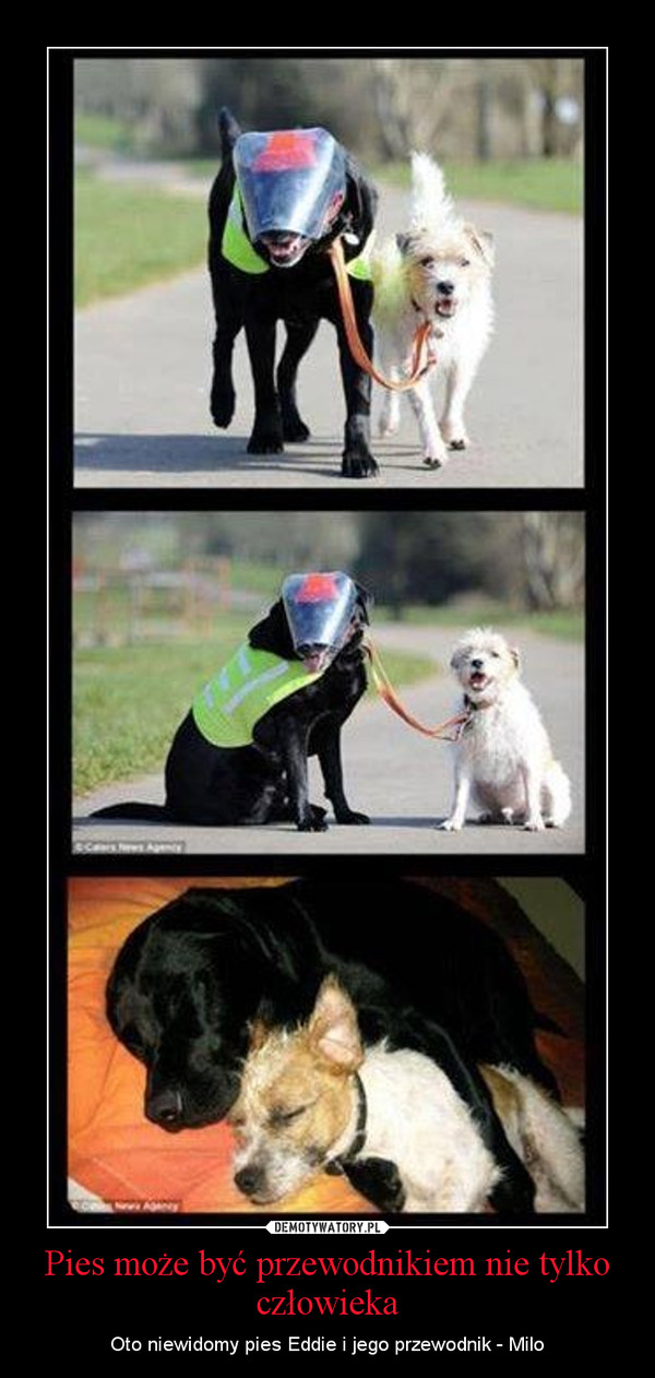 Pies może być przewodnikiem nie tylko człowieka – Oto niewidomy pies Eddie i jego przewodnik - Milo 