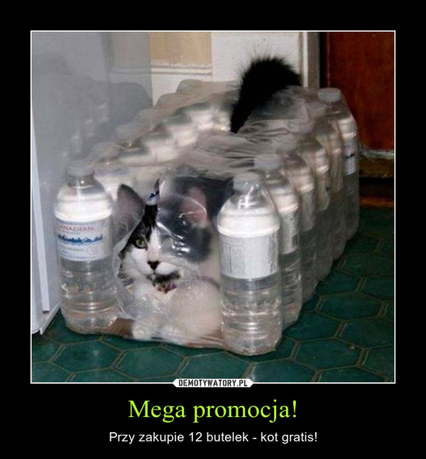 Mega promocja! – Przy zakupie 12 butelek - kot gratis! 