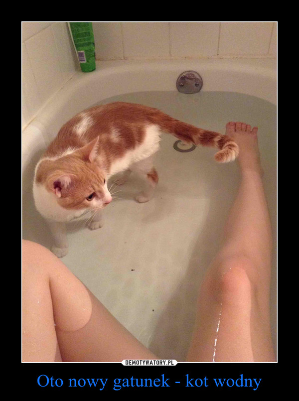 Oto nowy gatunek - kot wodny –  