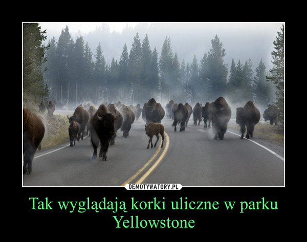 Tak wyglądają korki uliczne w parku Yellowstone –  