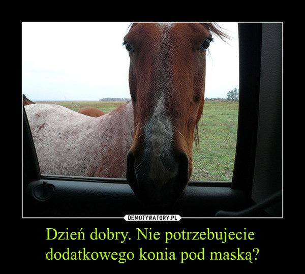 Dzień dobry. Nie potrzebujecie dodatkowego konia pod maską? –  