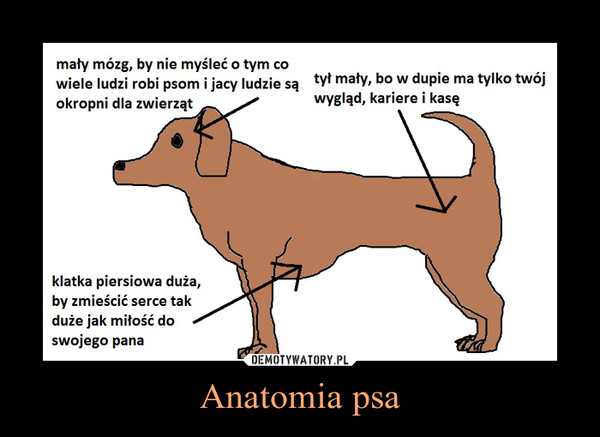 Anatomia psa –  