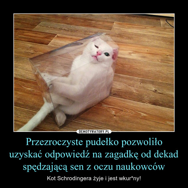 Przezroczyste pudełko pozwoliło uzyskać odpowiedź na zagadkę od dekad spędzającą sen z oczu naukowców – Kot Schrodingera żyje i jest wkur*ny! 
