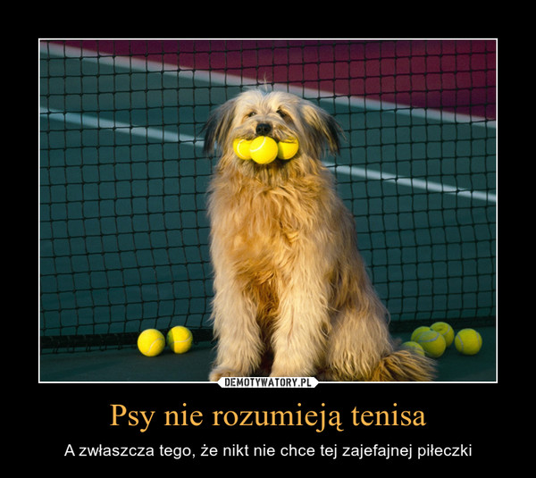 Psy nie rozumieją tenisa – A zwłaszcza tego, że nikt nie chce tej zajefajnej piłeczki 