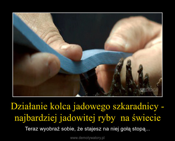 Działanie kolca jadowego szkaradnicy - najbardziej jadowitej ryby  na świecie – Teraz wyobraź sobie, że stajesz na niej gołą stopą... 