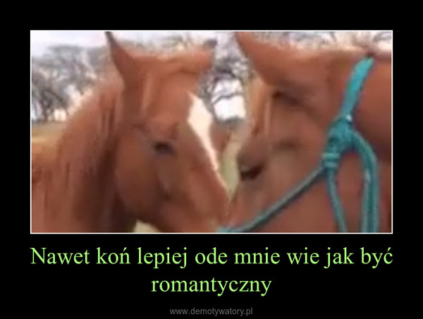 Nawet koń lepiej ode mnie wie jak być romantyczny –  