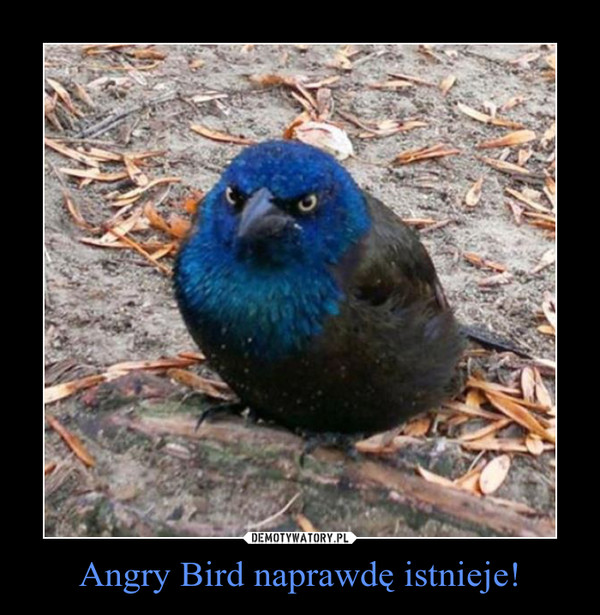 Angry Bird naprawdę istnieje! –  