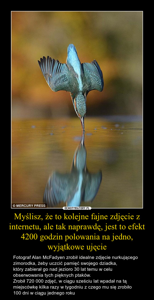 Myślisz, że to kolejne fajne zdjęcie z internetu, ale tak naprawdę, jest to efekt 4200 godzin polowania na jedno, wyjątkowe ujęcie – Fotograf Alan McFadyen zrobił idealne zdjęcie nurkującego zimorodka, żeby uczcić pamięć swojego dziadka,który zabierał go nad jezioro 30 lat temu w celu obserwowania tych pięknych ptaków. Zrobił 720 000 zdjęć, w ciągu sześciu lat wpadał na tą miejscówkę kilka razy w tygodniu z czego mu się zrobiło 100 dni w ciągu jednego roku 