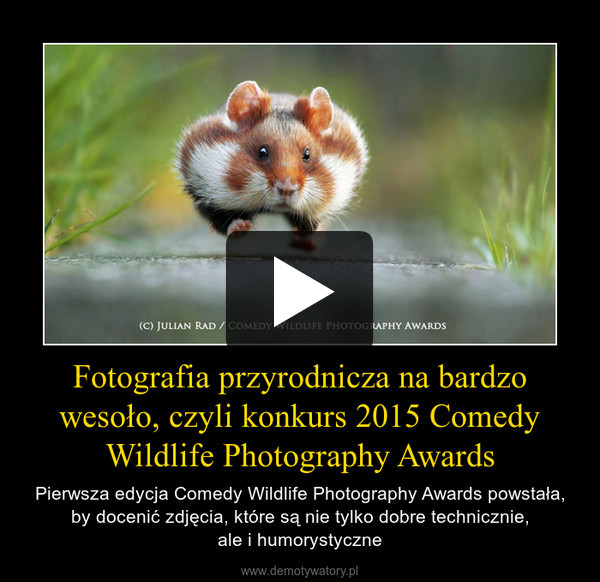 Fotografia przyrodnicza na bardzo wesoło, czyli konkurs 2015 Comedy Wildlife Photography Awards – Pierwsza edycja Comedy Wildlife Photography Awards powstała, by docenić zdjęcia, które są nie tylko dobre technicznie,ale i humorystyczne 