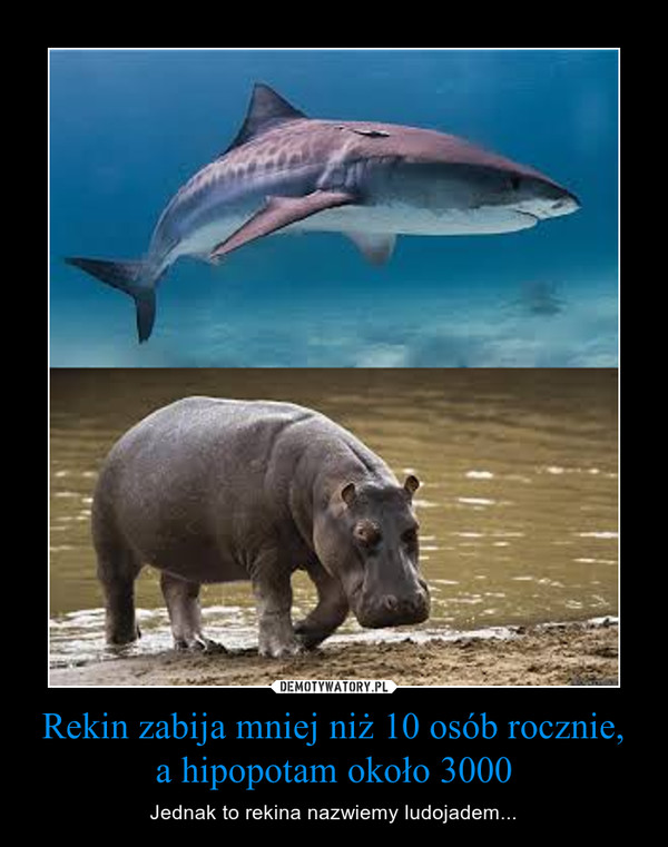 Rekin zabija mniej niż 10 osób rocznie, a hipopotam około 3000 – Jednak to rekina nazwiemy ludojadem... 
