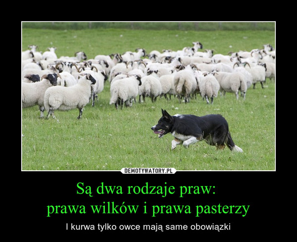 Są dwa rodzaje praw: prawa wilków i prawa pasterzy – I kurwa tylko owce mają same obowiązki 