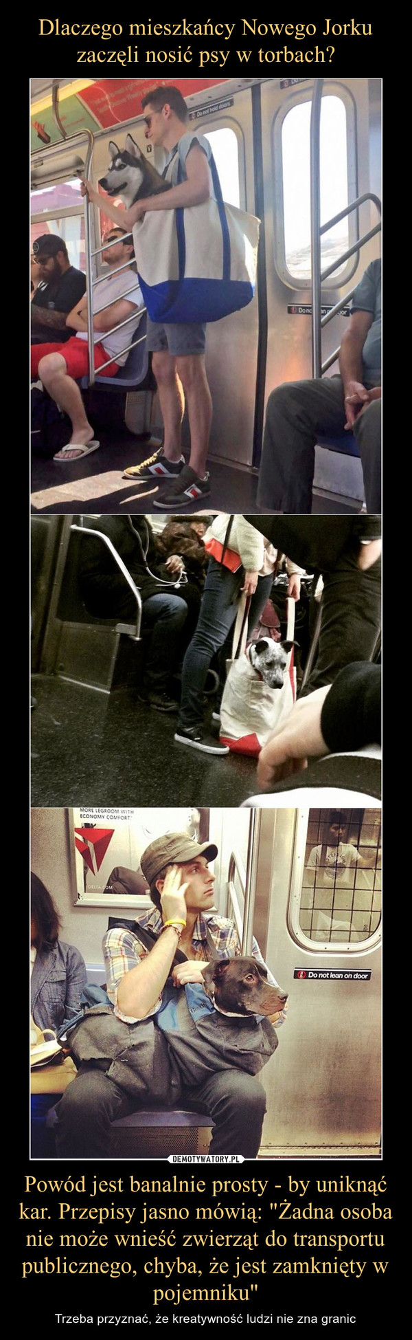 Dlaczego mieszkańcy Nowego Jorku zaczęli nosić psy w torbach? Powód jest banalnie prosty - by uniknąć kar. Przepisy jasno mówią: "Żadna osoba nie może wnieść zwierząt do transportu publicznego, chyba, że jest zamknięty w pojemniku"