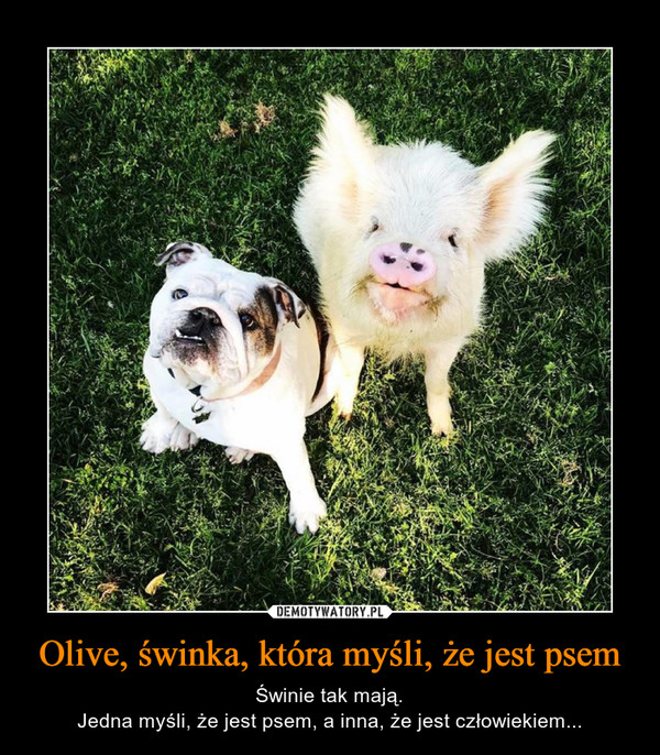 Olive, świnka, która myśli, że jest psem – Świnie tak mają.Jedna myśli, że jest psem, a inna, że jest człowiekiem... 