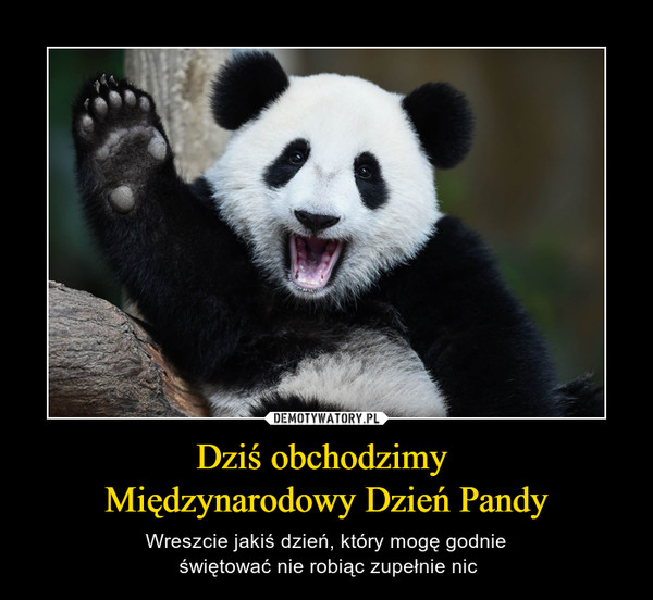Dziś obchodzimy Międzynarodowy Dzień Pandy – Wreszcie jakiś dzień, który mogę godnie świętować nie robiąc zupełnie nic 
