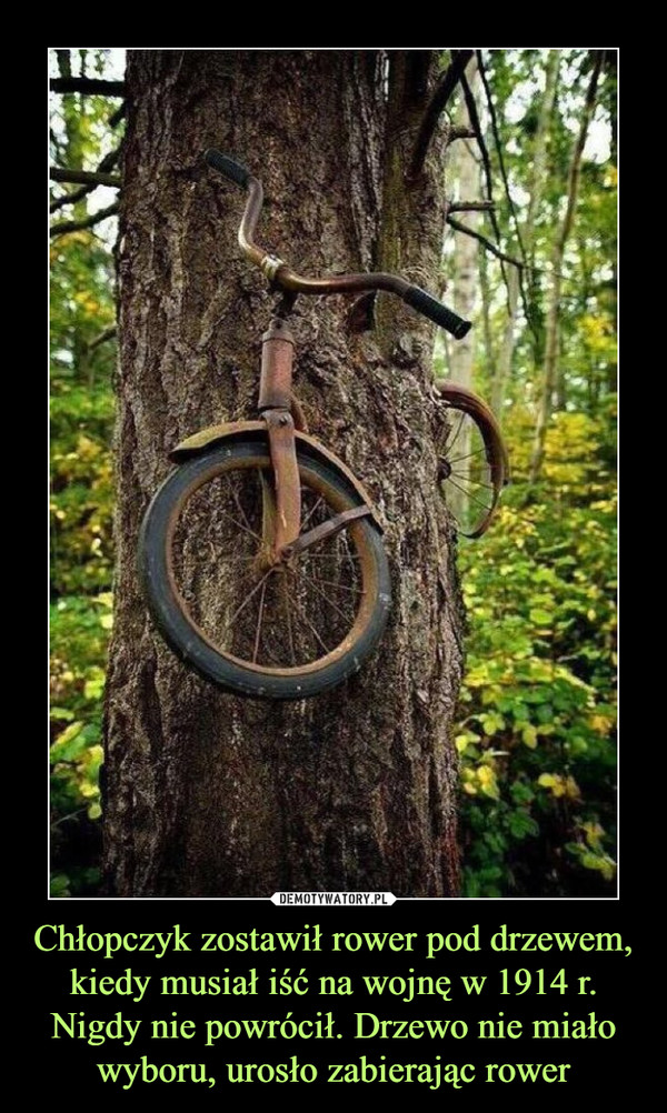 Chłopczyk zostawił rower pod drzewem, kiedy musiał iść na wojnę w 1914 r. Nigdy nie powrócił. Drzewo nie miało wyboru, urosło zabierając rower –  