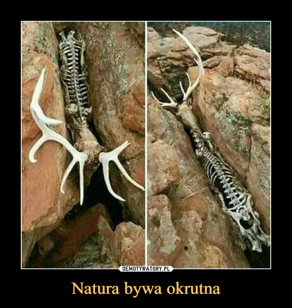 Natura bywa okrutna