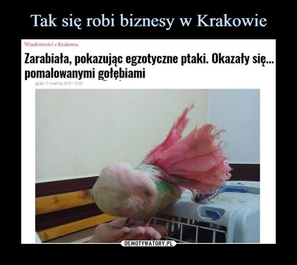  –  Wiadomości z Krakowa Zarabiała, pokazując egzotyczne ptaki. Okazały się... pomalowanymi gołębiarni 