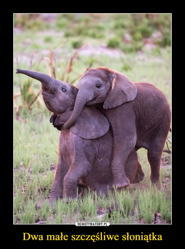 Dwa małe szczęśliwe słoniątka –  