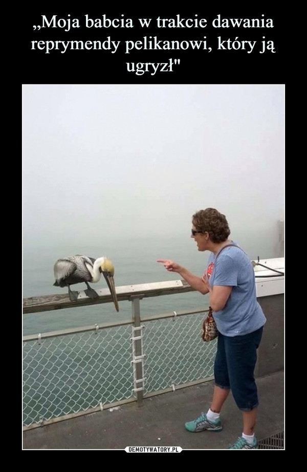 „Moja babcia w trakcie dawania reprymendy pelikanowi, który ją ugryzł"