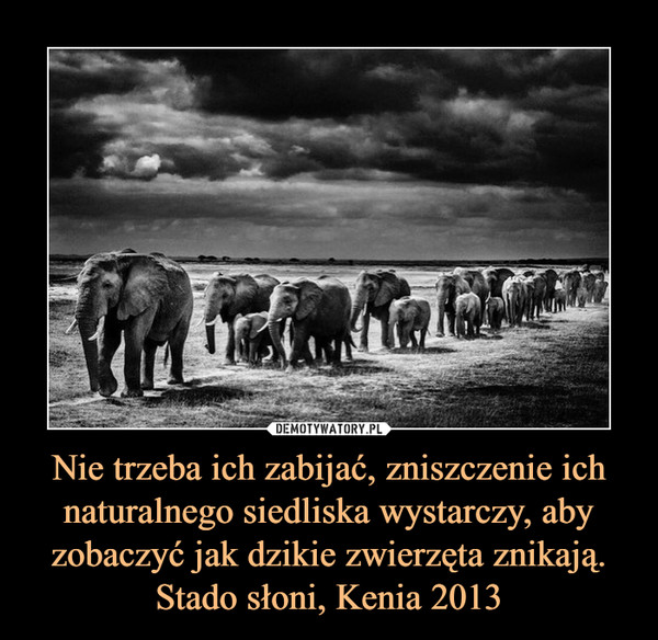 Nie trzeba ich zabijać, zniszczenie ich naturalnego siedliska wystarczy, aby zobaczyć jak dzikie zwierzęta znikają. Stado słoni, Kenia 2013 –  