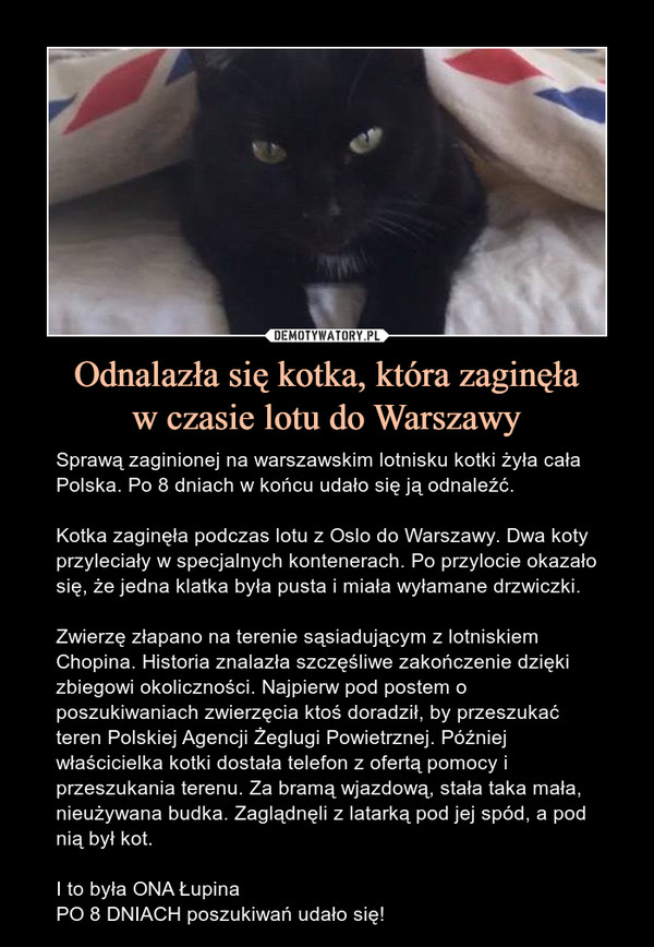 Odnalazła się kotka, która zaginęła
w czasie lotu do Warszawy