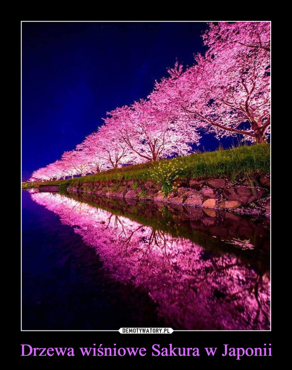 Drzewa wiśniowe Sakura w Japonii –  