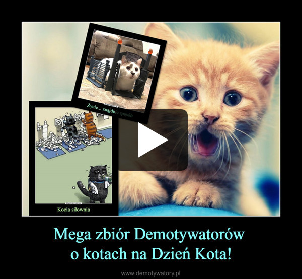 Mega zbiór Demotywatorów o kotach na Dzień Kota! –  
