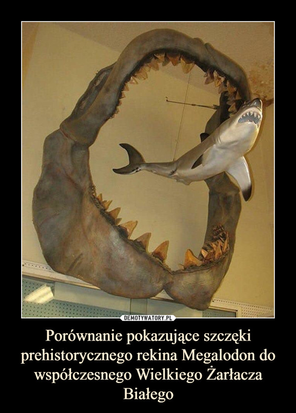 Porównanie pokazujące szczęki prehistorycznego rekina Megalodon do współczesnego Wielkiego Żarłacza Białego