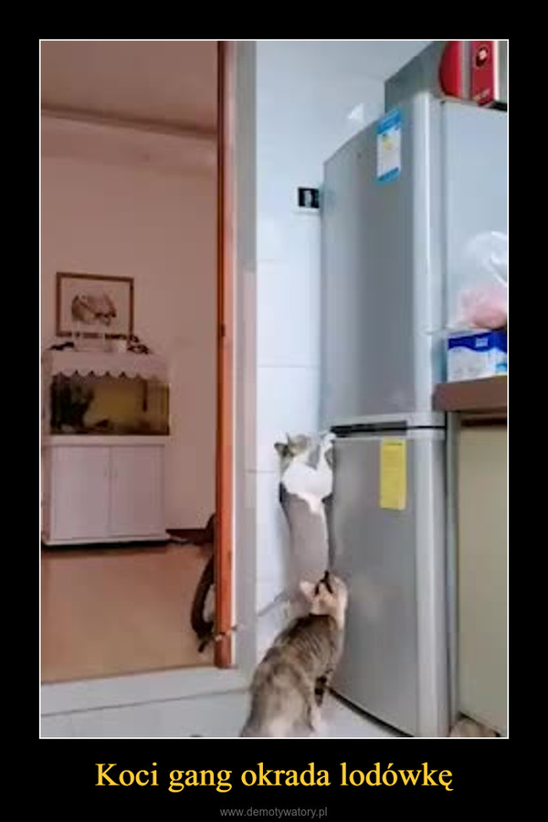 Koci gang okrada lodówkę –  