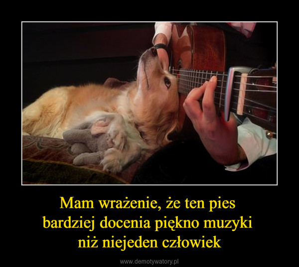 Mam wrażenie, że ten pies bardziej docenia piękno muzyki niż niejeden człowiek –  