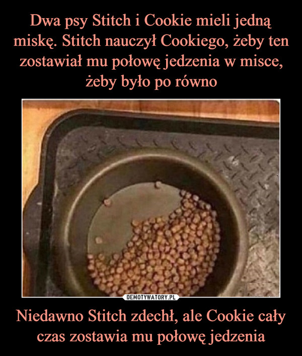 Dwa psy Stitch i Cookie mieli jedną miskę. Stitch nauczył Cookiego, żeby ten zostawiał mu połowę jedzenia w misce, żeby było po równo Niedawno Stitch zdechł, ale Cookie cały czas zostawia mu połowę jedzenia