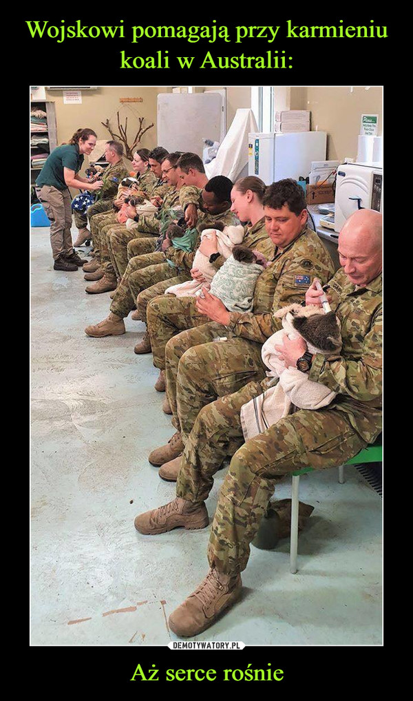 Wojskowi pomagają przy karmieniu koali w Australii: Aż serce rośnie