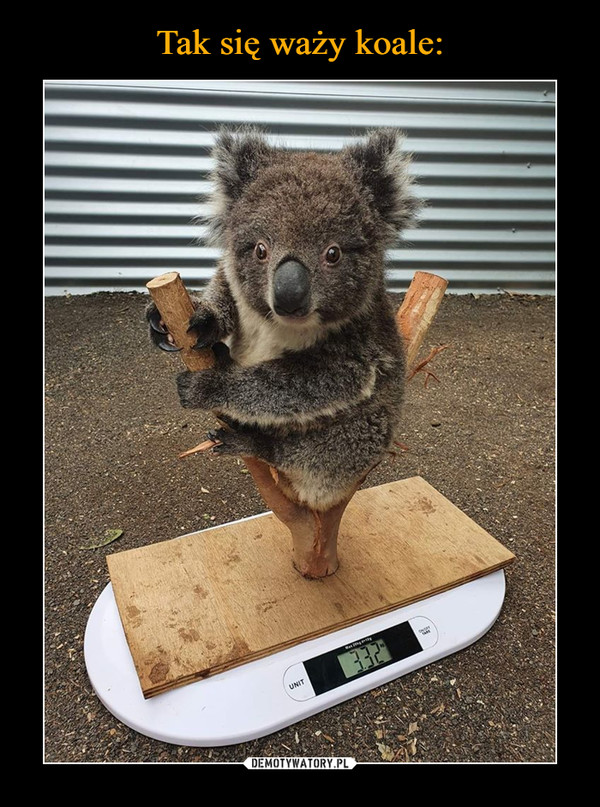 Tak się waży koale:
