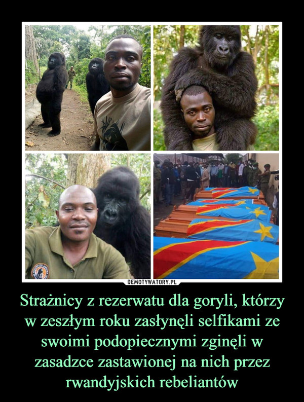 Strażnicy z rezerwatu dla goryli, którzy w zeszłym roku zasłynęli selfikami ze swoimi podopiecznymi zginęli w zasadzce zastawionej na nich przez rwandyjskich rebeliantów –  