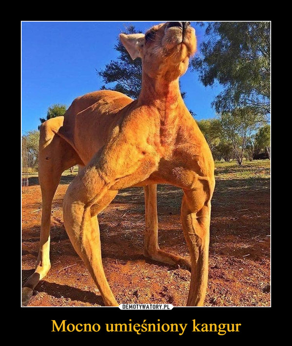 Mocno umięśniony kangur