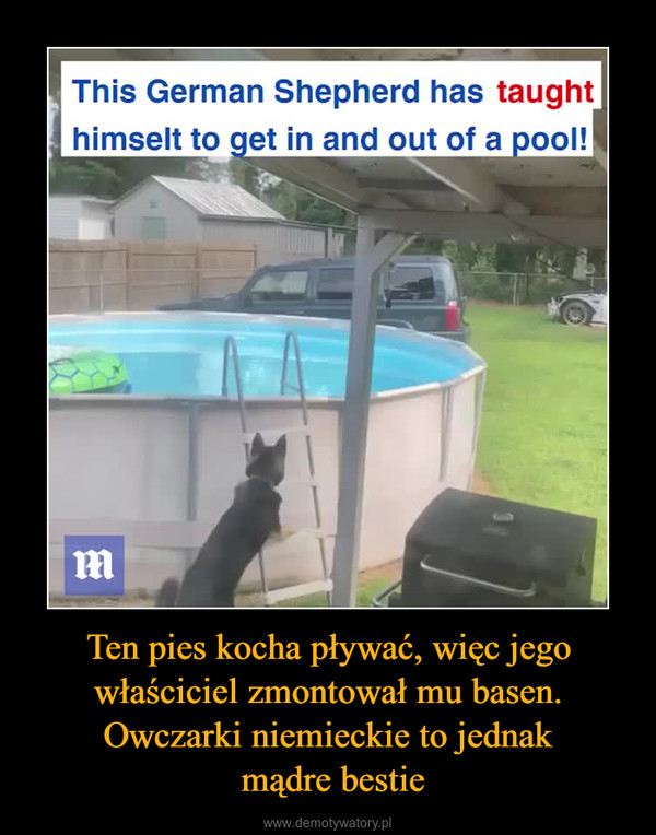Ten pies kocha pływać, więc jego właściciel zmontował mu basen. Owczarki niemieckie to jednak mądre bestie –  