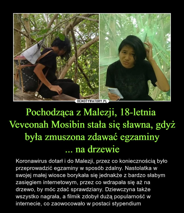 Pochodząca z Malezji, 18-letnia  Veveonah Mosibin stała się sławna, gdyż była zmuszona zdawać egzaminy
... na drzewie
