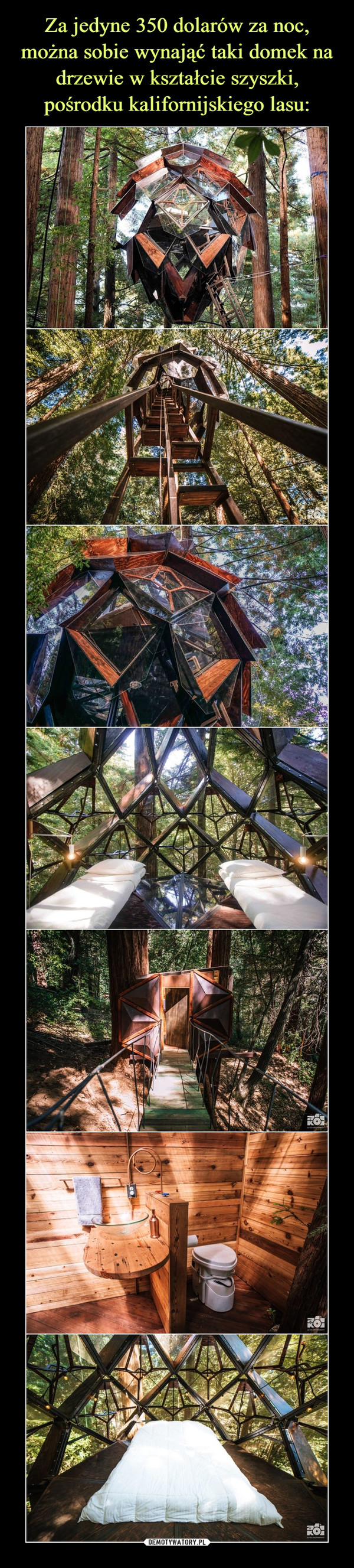 Za jedyne 350 dolarów za noc, można sobie wynająć taki domek na drzewie w kształcie szyszki, pośrodku kalifornijskiego lasu:
