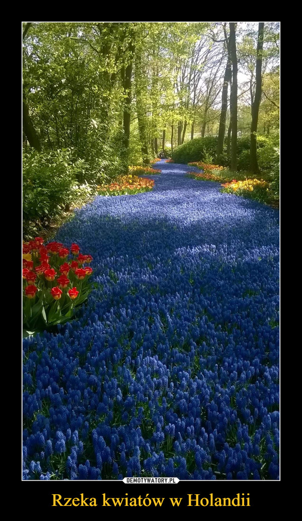 Rzeka kwiatów w Holandii