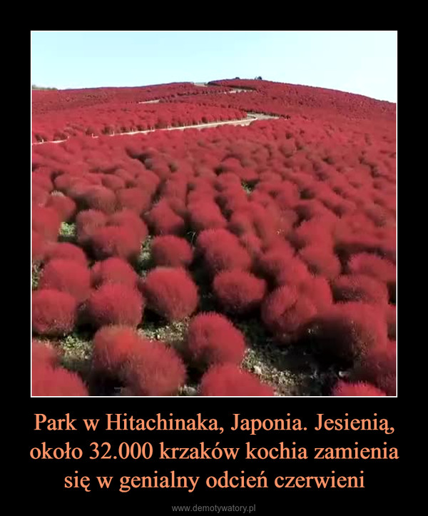 Park w Hitachinaka, Japonia. Jesienią, około 32.000 krzaków kochia zamienia się w genialny odcień czerwieni –  