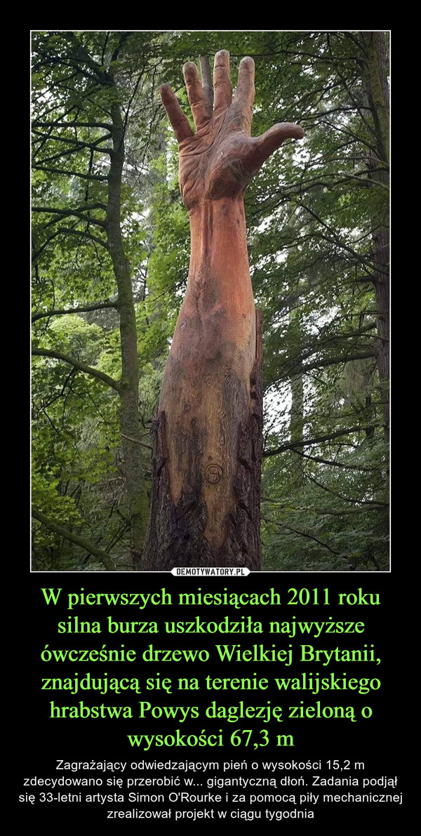 W pierwszych miesiącach 2011 roku silna burza uszkodziła najwyższe ówcześnie drzewo Wielkiej Brytanii, znajdującą się na terenie walijskiego hrabstwa Powys daglezję zieloną o wysokości 67,3 m – Zagrażający odwiedzającym pień o wysokości 15,2 m zdecydowano się przerobić w... gigantyczną dłoń. Zadania podjął się 33-letni artysta Simon O'Rourke i za pomocą piły mechanicznej zrealizował projekt w ciągu tygodnia 
