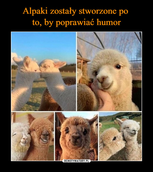 Alpaki zostały stworzone po 
to, by poprawiać humor