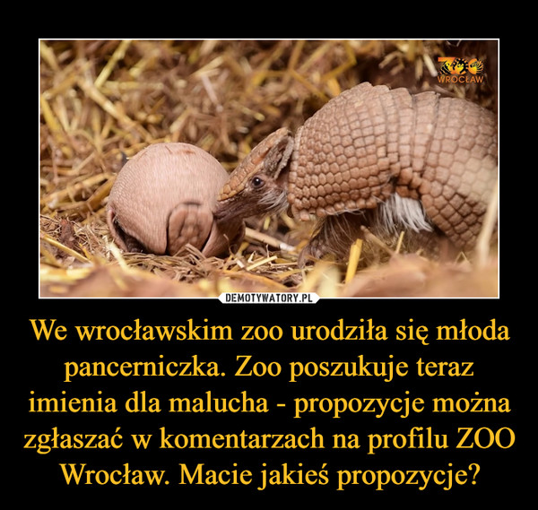 We wrocławskim zoo urodziła się młoda pancerniczka. Zoo poszukuje teraz imienia dla malucha - propozycje można zgłaszać w komentarzach na profilu ZOO Wrocław. Macie jakieś propozycje? –  