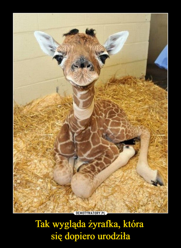 Tak wygląda żyrafka, która 
się dopiero urodziła